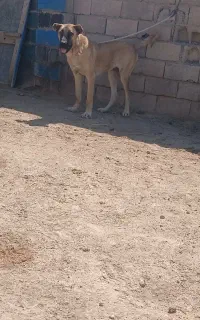 واگذاری‌ توله‌ سراب