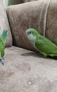 جوجه راهب سبز