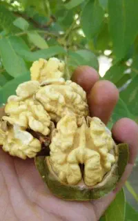 گردو و سیب درختی فیروزکوه