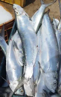 خارو درشت درجه 1