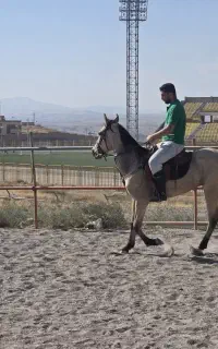 اسب نریون اصل ترکمن
