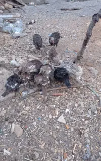 جوجه بوقلمون