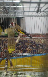 سهره نر استاد  نشوندار  دو خال