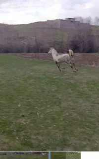 کره نریون کرد هشتری۲ساله