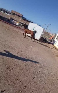 اسب مادیون درهشور خالص