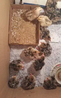 فروش جوجه بوقلمون محلی