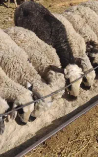 بره نر
