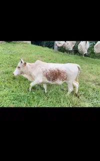لیشه