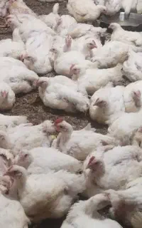 مرغ زنده ارگانیک