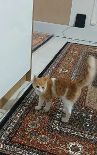 گربه خانگی