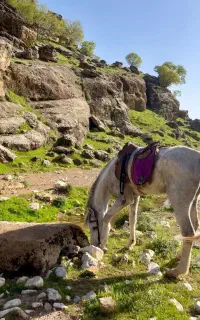 طبیعت گردی با اسب تمام سنین