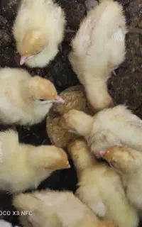 بچه بوقلمون