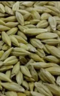 جو آبی شش پر بهاره(تخم مادر)