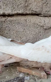 نر وماده سینه زرد
