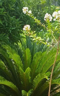 سیکاس بسیارزیبا