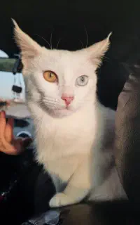 گربه ماده ترکیش وان