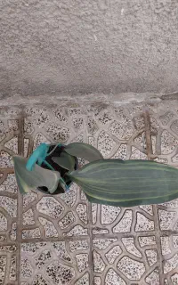 سانسوریا راکتی ماسونیا ابلق