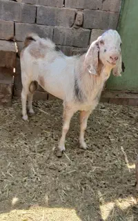 کره نر .چپیش