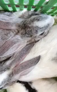خرگوش