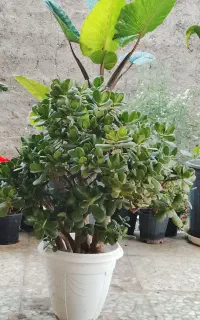 گل یشمی