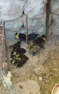 جوجه مرغ و اردک بزرگ
