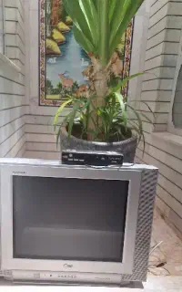 تلویزیون