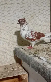 یک عدد ماده گرگی سروکله دار ب شرط ت عکس بد افتاده