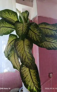 فروش گل دیفن