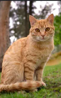 واگذاری رایگان گربه خونگی