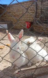 خرگوش نروماده