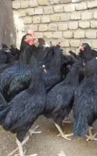 خریدار و فروش انواع مرغ خروس هستم