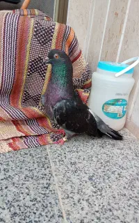 کبوتر حرمی جفت