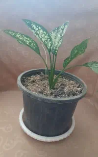 گل آگلونما۱۰۰هزار