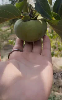 خرمالو