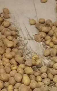 سیب زمینی دامی