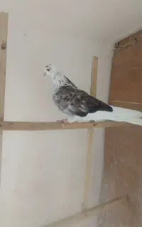کفترهای جوان و دهن جور در حد