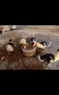جوجه اردک اسرائیلی