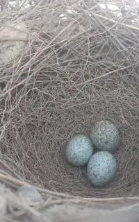 کار و شاگردی