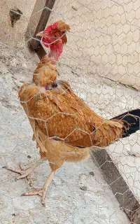 مجسمه پرنده