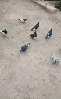 کفتر