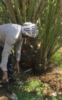 بچه نخل(پاچوش)