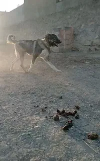 واگزاری سگ ۱۲ماهه