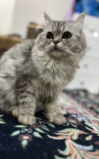 ماده یک ساله