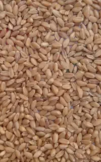 گندم نونی خورده برنج
