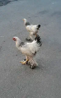 فروش جوجه ۵ ماه امپراطور