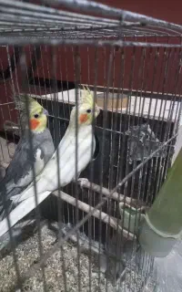 یک جفت عروس هلندی