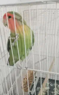 کوتوله سبز