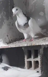 کفتر