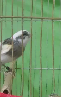 قناری نر قرص