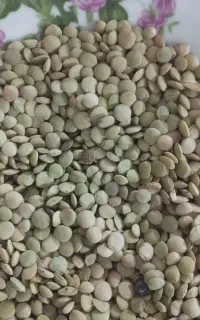 عدس